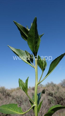 pepperweed, perennial